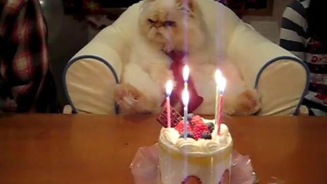 Котка празнува рожден ден
