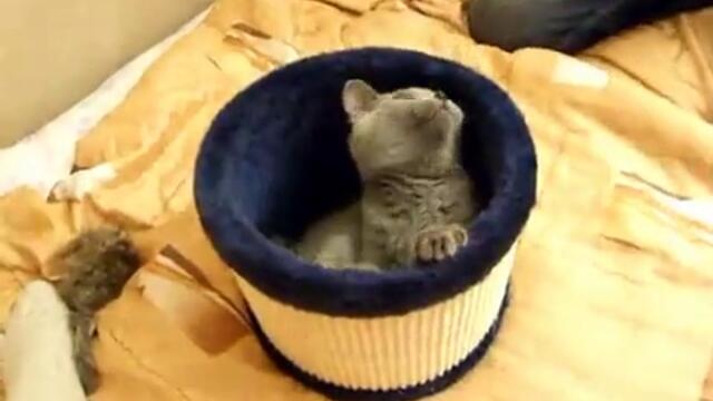 Коте мрази да му духат ( Смях )