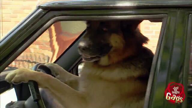 Смях! Smart Dog Drives Smart Car