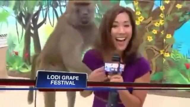 Нагъл бабуин награби журналистка пред камерите!