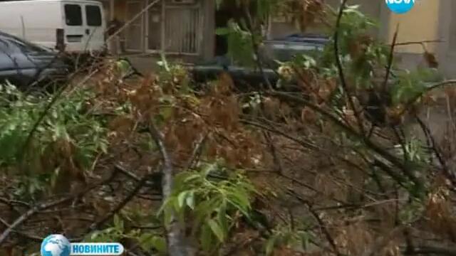 Силният вятър събори няколко дървета във Варна