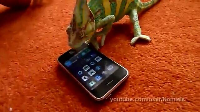 Хамелеон се плаши от iphone ( какво е видял ? )