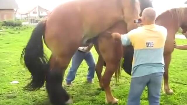 животни-секс