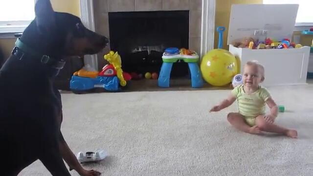 Доберман играе с бебе .