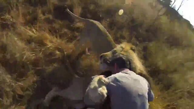Мъж се прегръща с лъвове! Gopro: Lion Hug ..