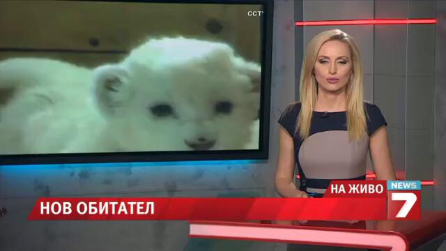 Бяло лъвче се роди в зоопарка в Белград