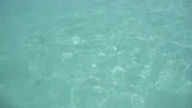 На Бахамите откриха плуващи Прасенца