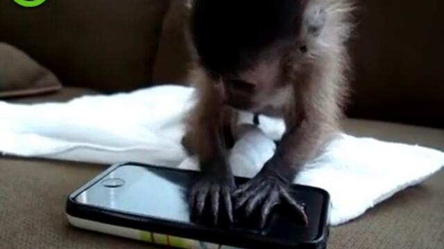 Маймунка играе на Iphone