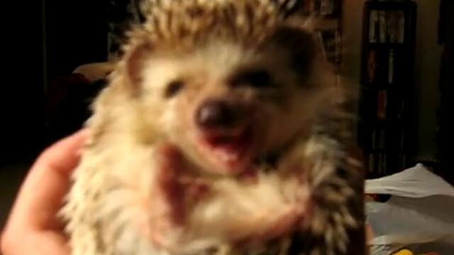 Таралежче яде чипс или морков =D