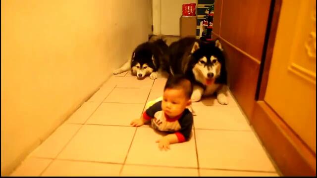 Сладки кученца пълзят по пода като бебета