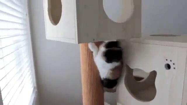 Коте на амфети 100% смях !
