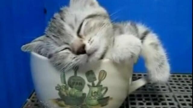 Коте спи в чаша