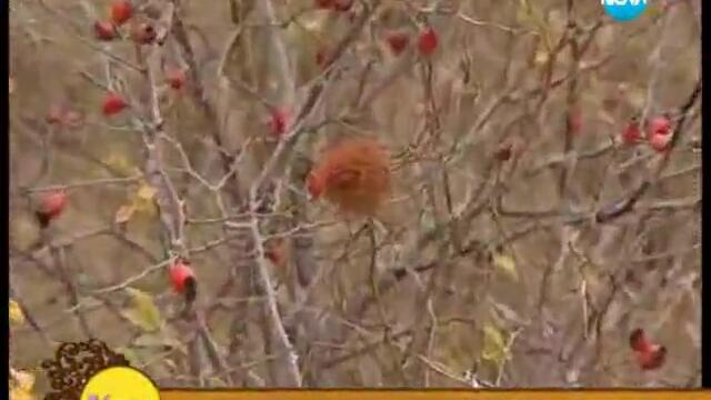 На кафе с Гала-Лечебните свойства на шипките-с д-р Папазова 4