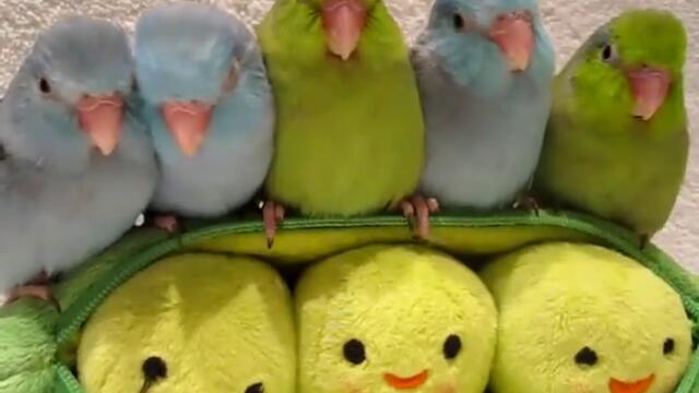Малки сладки папагалчета