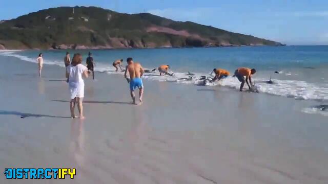 Спасяване на делфини заседнали в пясъка!