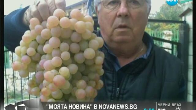 Снимка на най-голямата чепка грозде - 3.5 кг.  Здравей, България