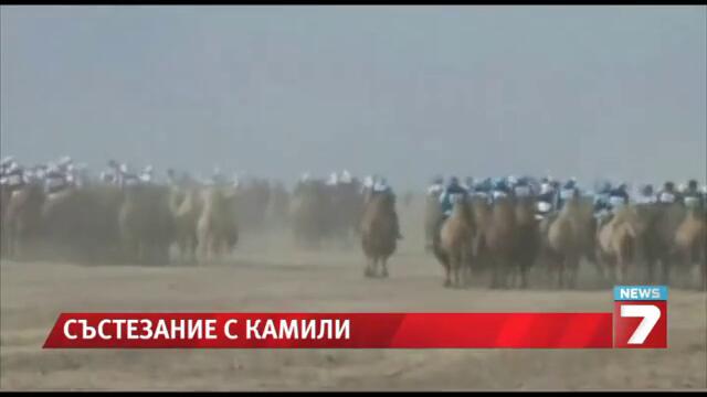 1118 камили се състезаваха в Китай  Рекорд за Гинес