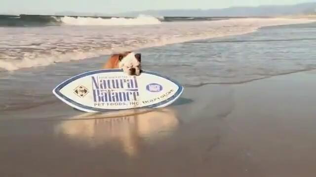 Dog is better than you at board sports