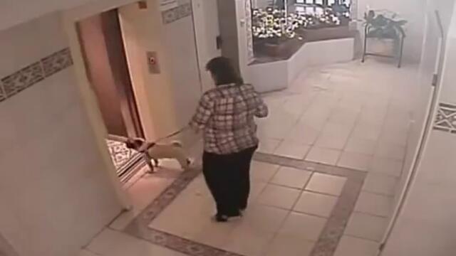 Вижте как глупостта на една жена едва не уби кучето и