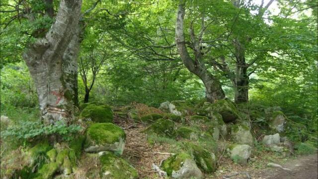 с. Горни Лом ( Община Чупрене, Област Видин )