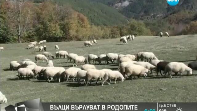 Вълци нападат стада в Родопите...  Здравей, България