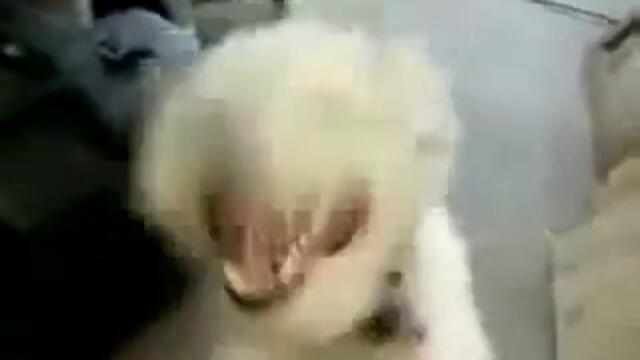 Headbanging Dog [www.keepvid.com]