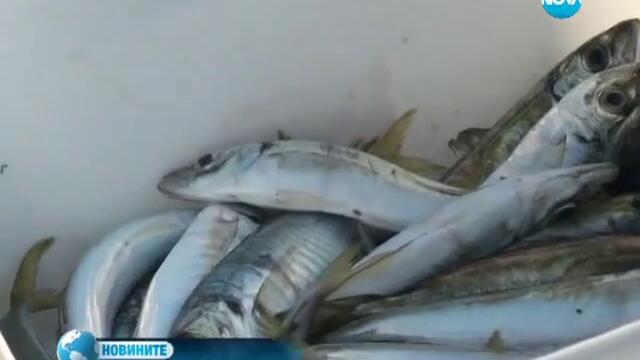 Професия рибар – застрашена заради замърсеното Черно море