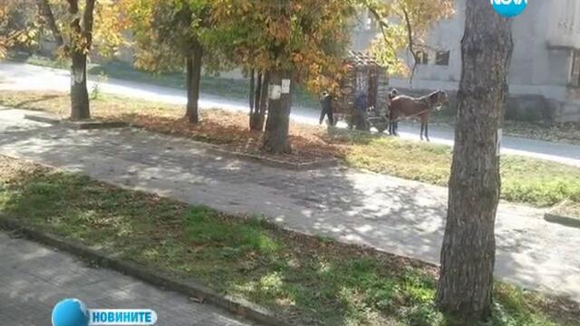 Кон тегли къща вместо каруца