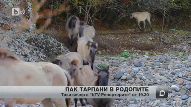 30 диви коне тарпани ще бъдат пуснати на свобода в Родопите