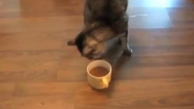 Котка срещу миризмата на кафе