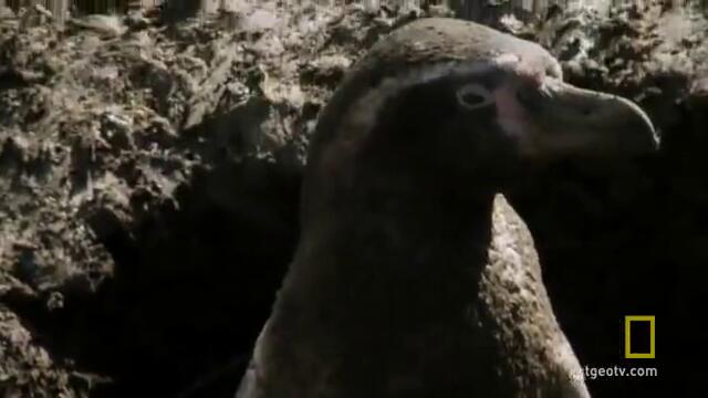 Пустинни Пингвини