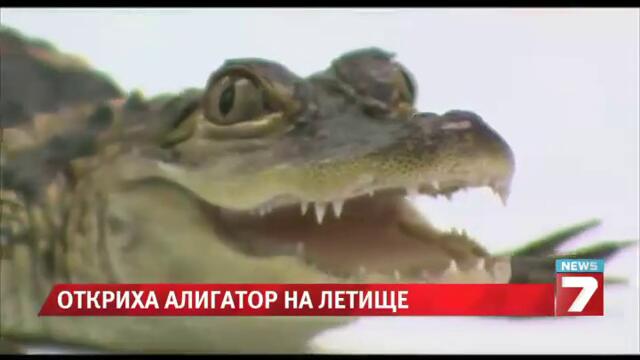 Алигатор щъка на летището в Чикаго