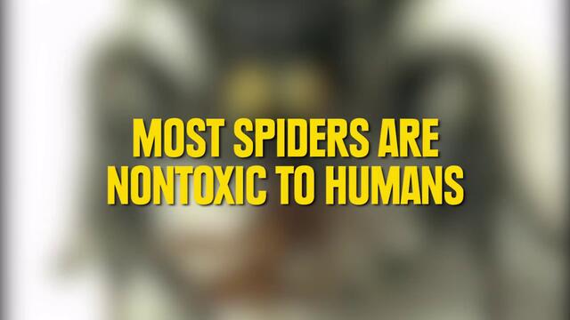 Факти, доказващи, че паяците спасяват живота на всички.