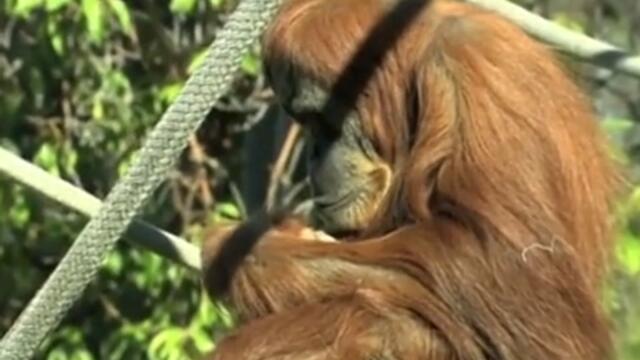 Бебе орангатун направи дебют пред публика в зоопарка на Сан Диего