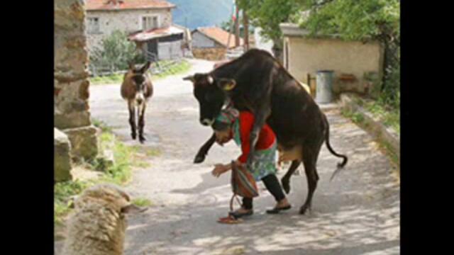 При ветеринаря - родопски хумор.