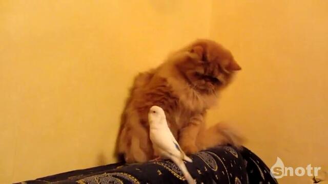 Папагал досажда на котка