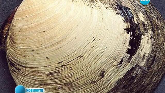 Най-старото живо същество на земята е мида на 507 години