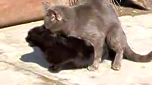 Смешно Порно С Котки 100 % Смях