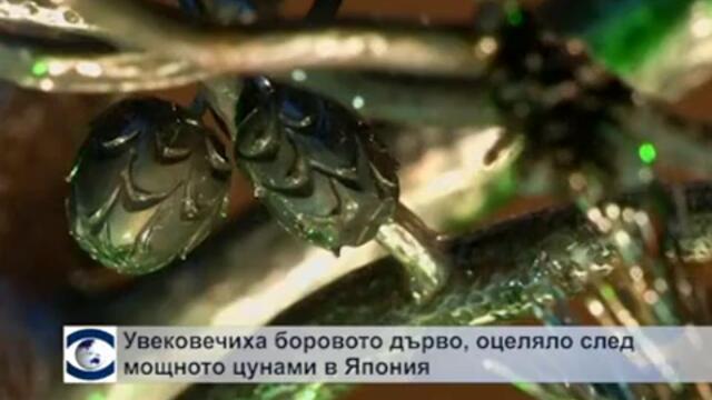 Увековечиха боровото дърво, оцеляло след цунамито в Япония