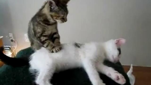 Коте масажист