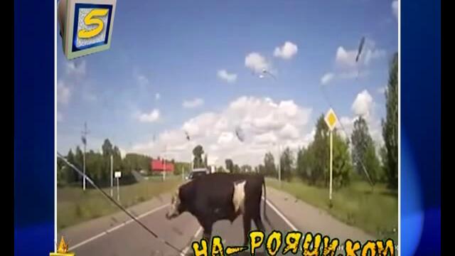 На рояци. ком - 37 [много смях и забавление]