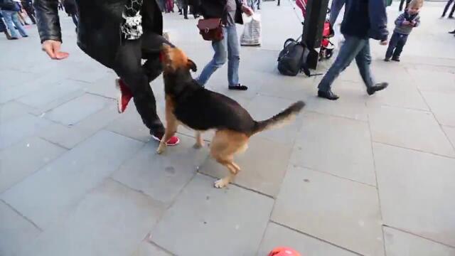 Техничар се заиграва с куче в Лондон ..