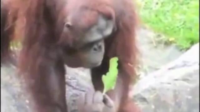 Орангутан спасява малко птиче