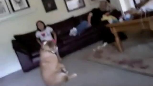 Танцуващ булдог