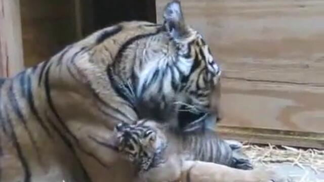 Бебе тигър при мама