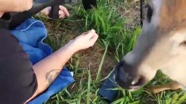 Смях ... Безстрашно сърне облизва пушката на стрелец