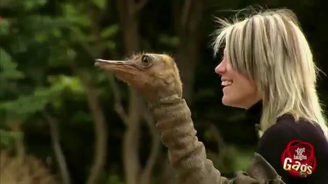 Смях! Щраус плаши хората [скрита камера]