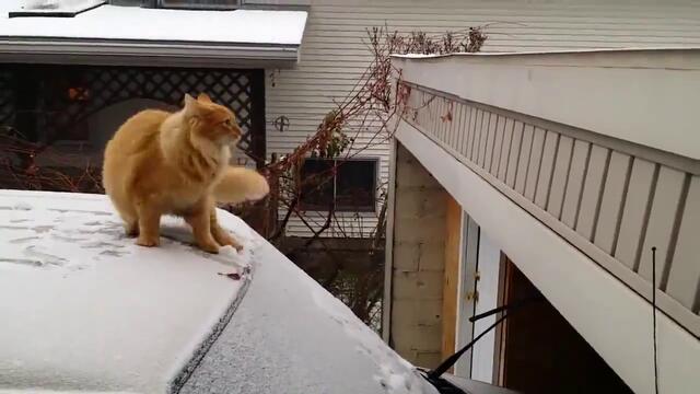 Смях ... Котка се проваля скачайки от заснежен таван на автомобил