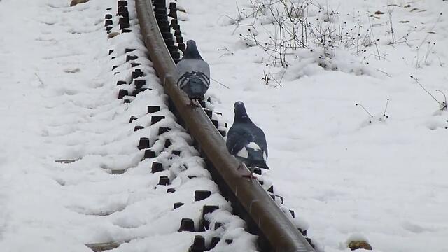 Гълъби вървят по релса