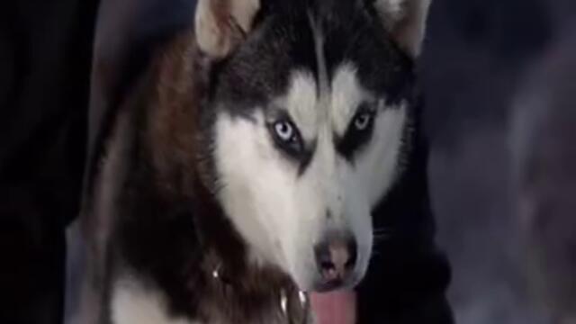 Снежни кучета - Част 4/4